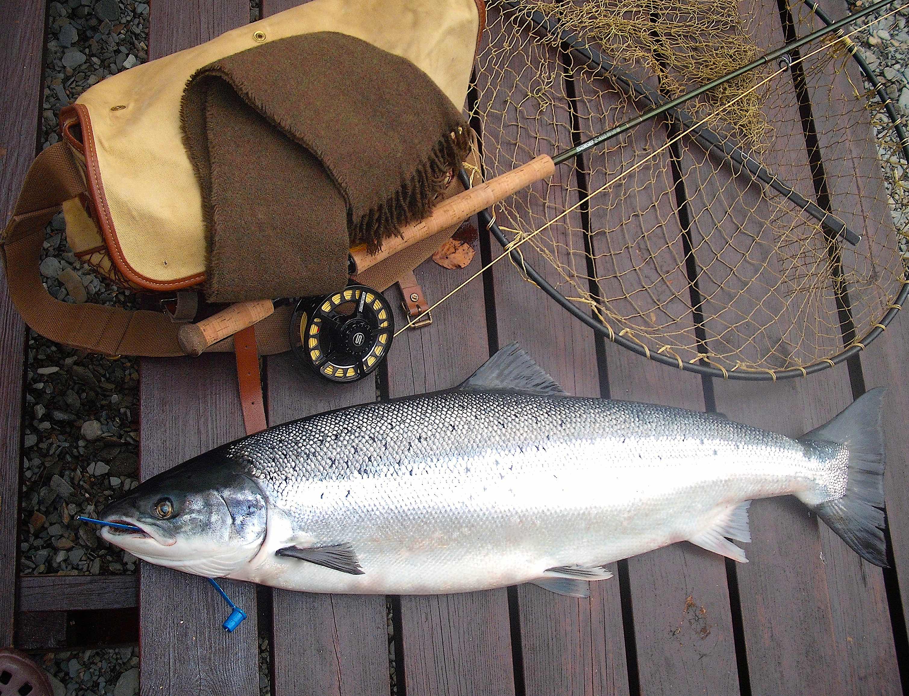 TWL_Delphi_Fishery_Salmon