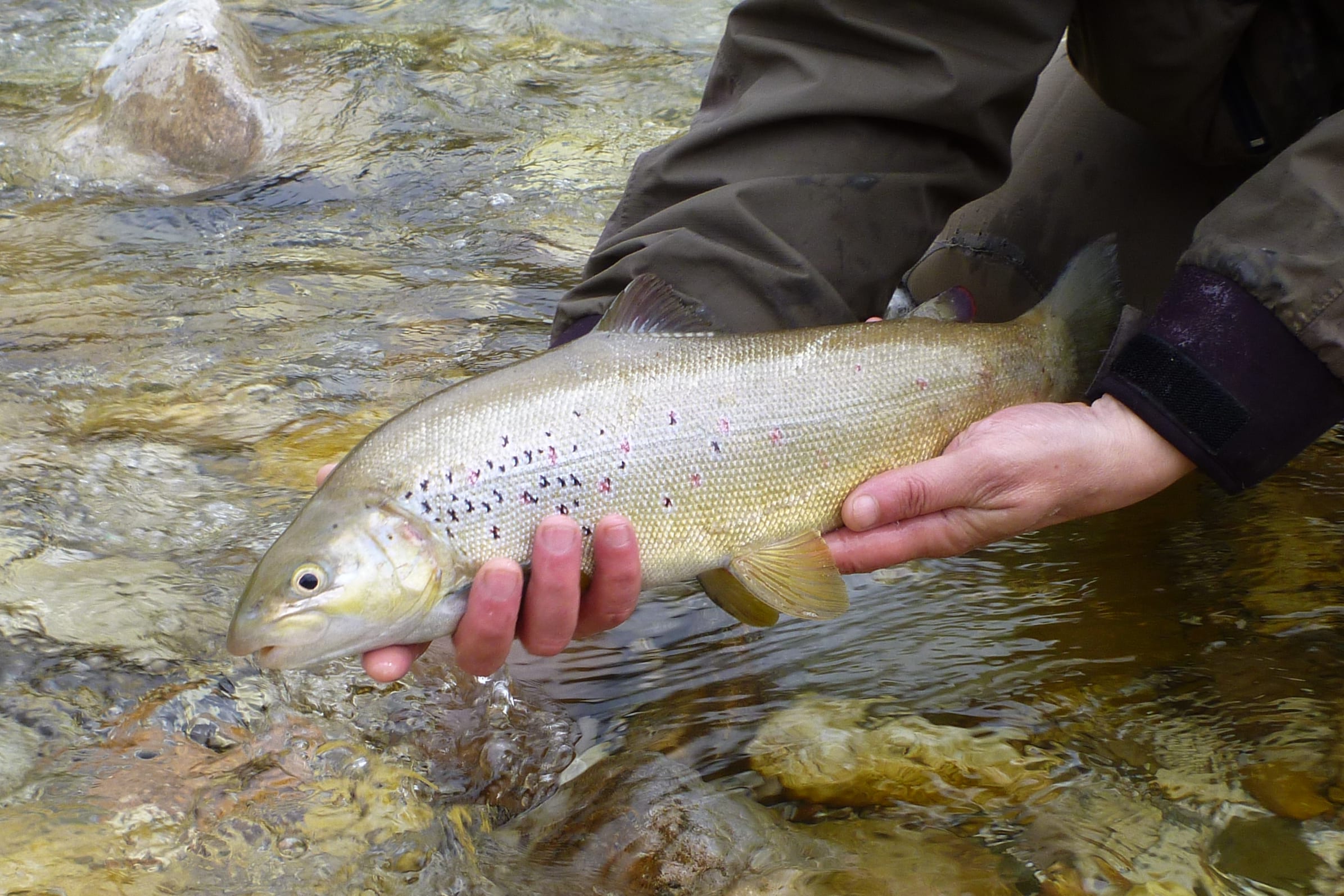 softmouth trout