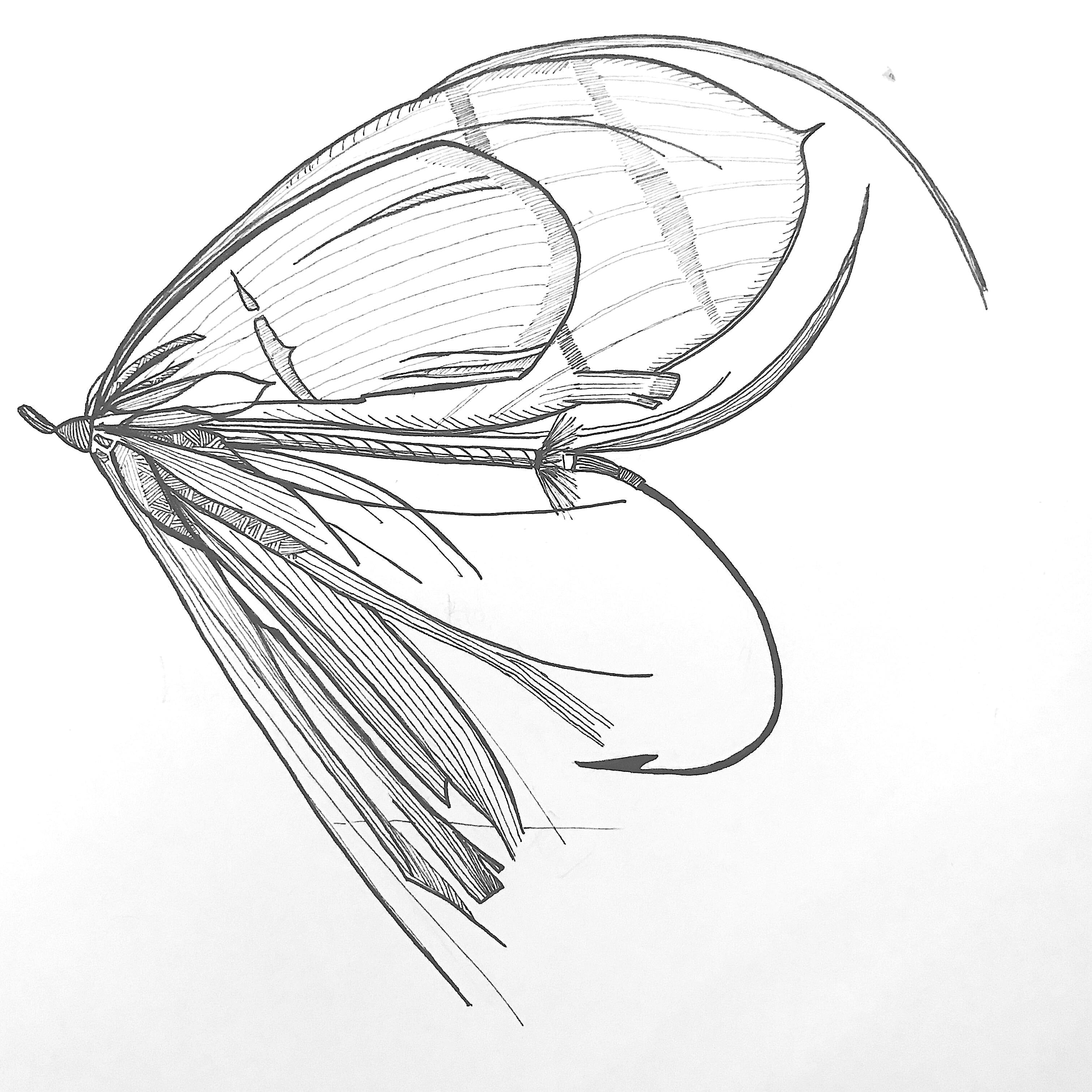 Emma Yardley Fly Drawings I