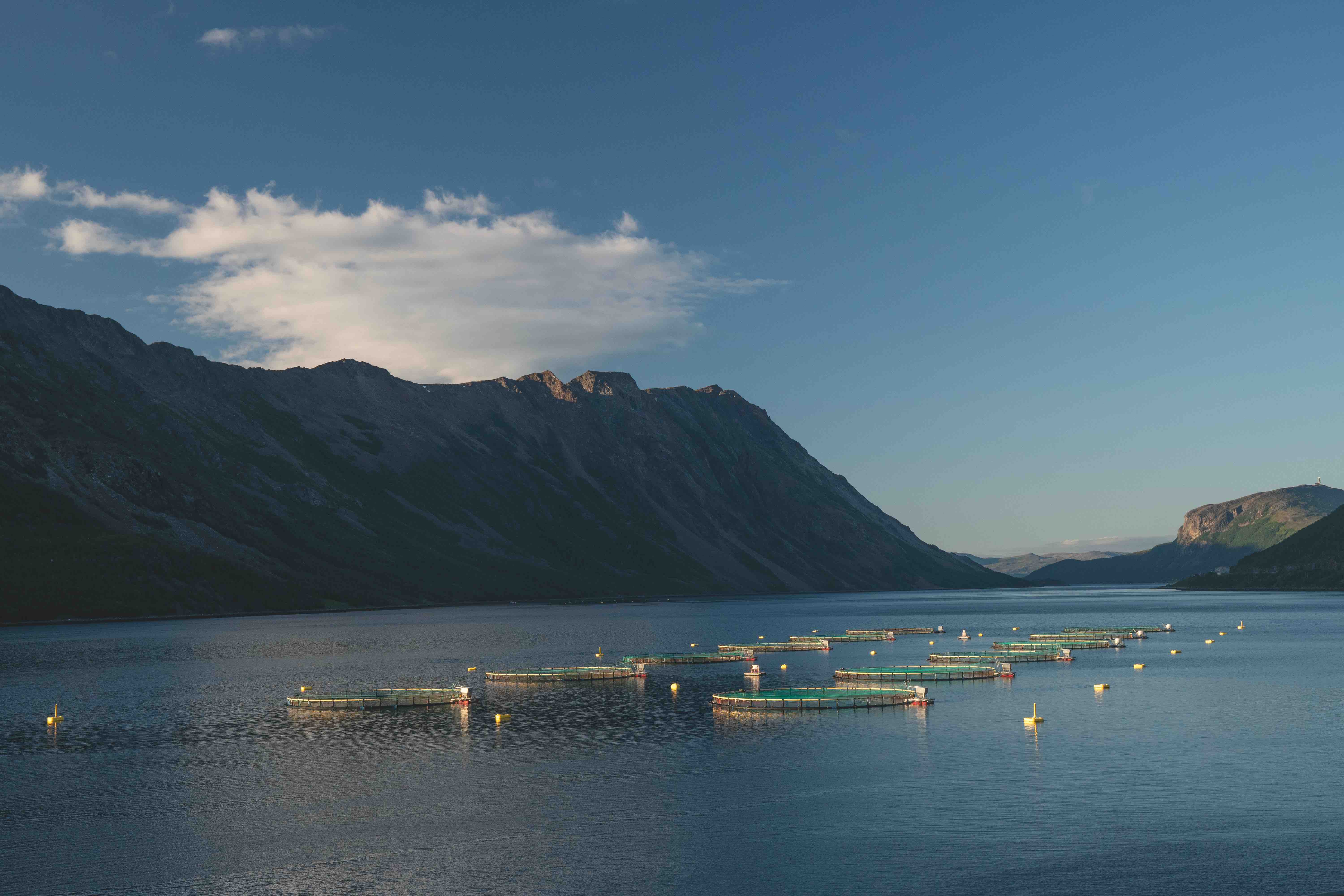 Artifishal Fish Farms in Fjord