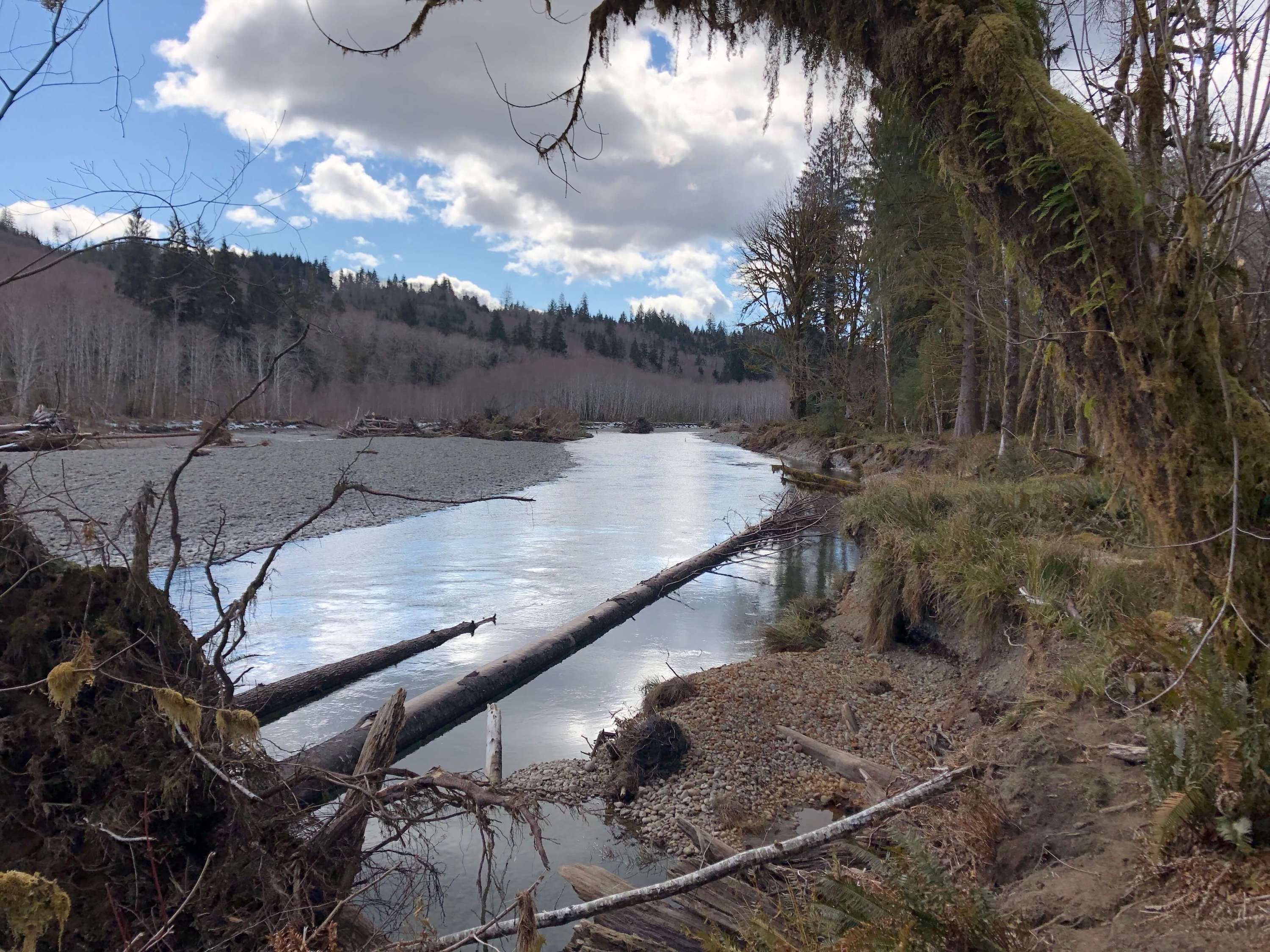 Olympic peninsula rainforest in winter