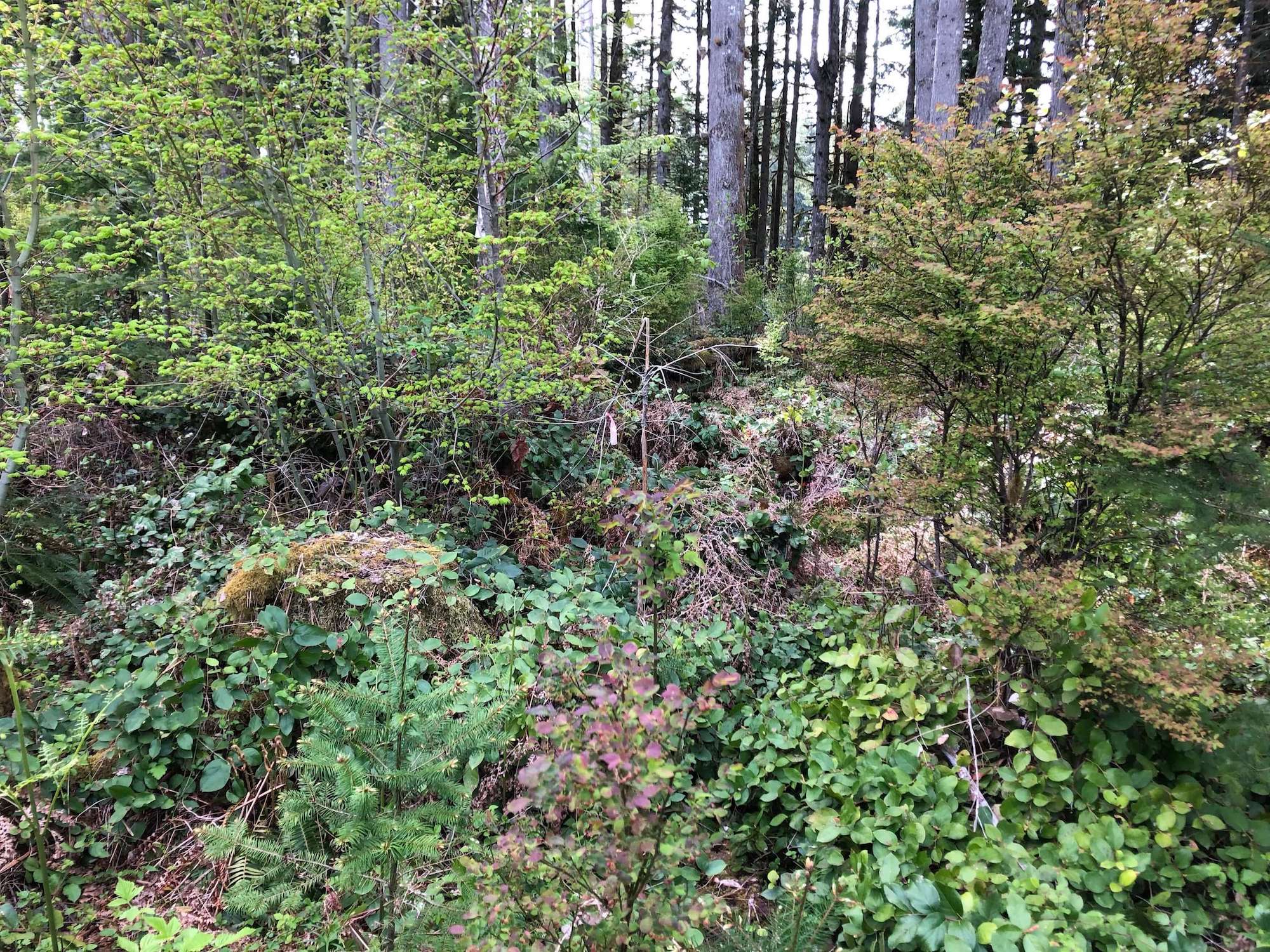 Beaver Pond Ribbons