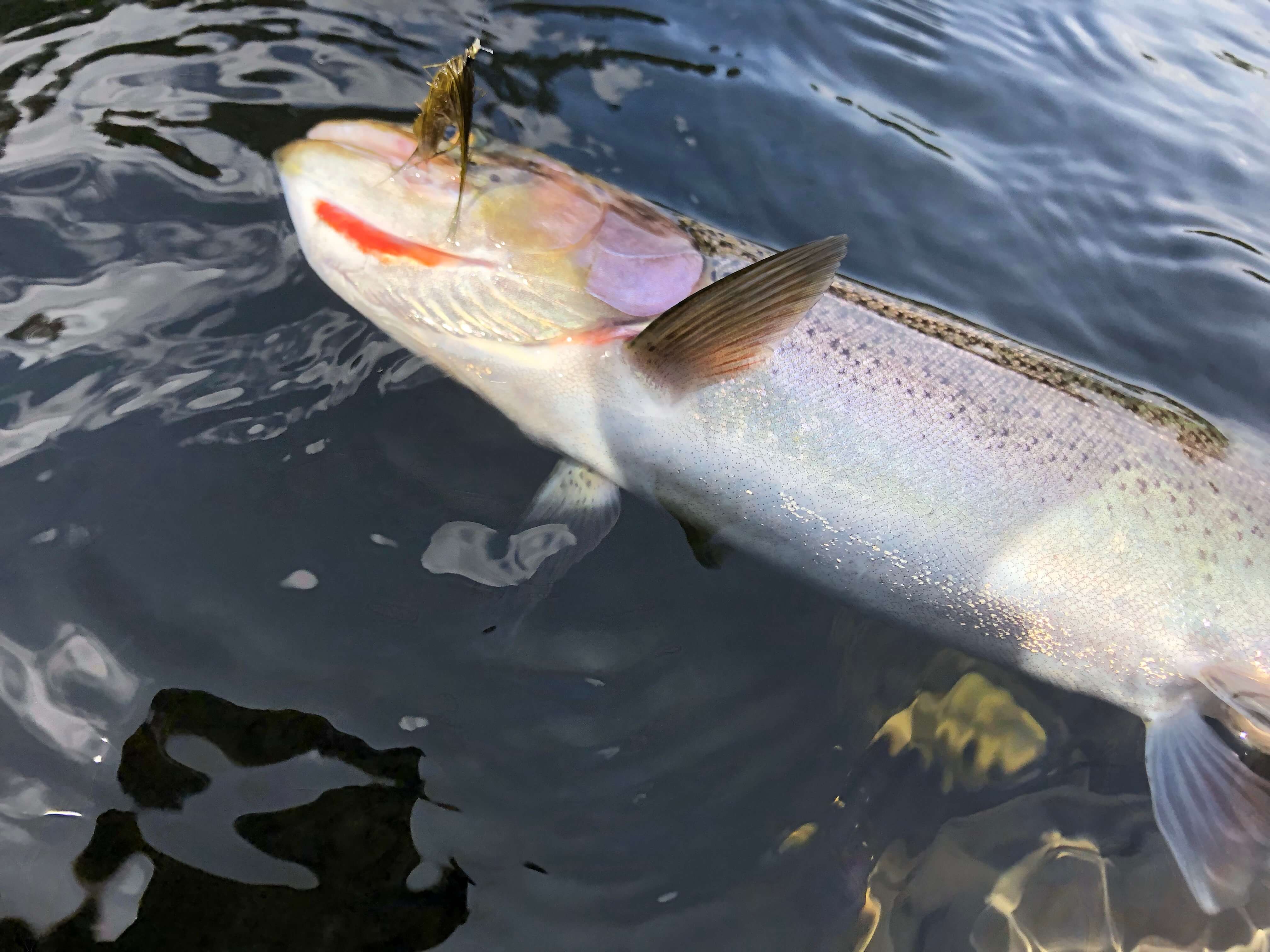 Beaver Pond Cutthroat Release