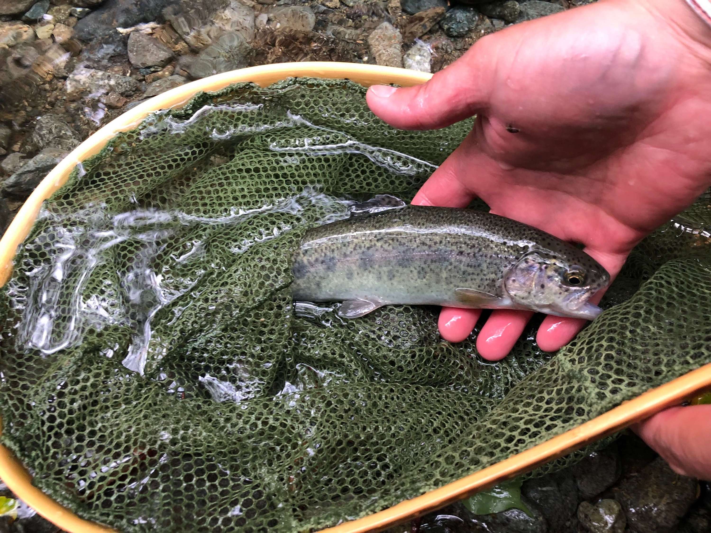 trout in japan