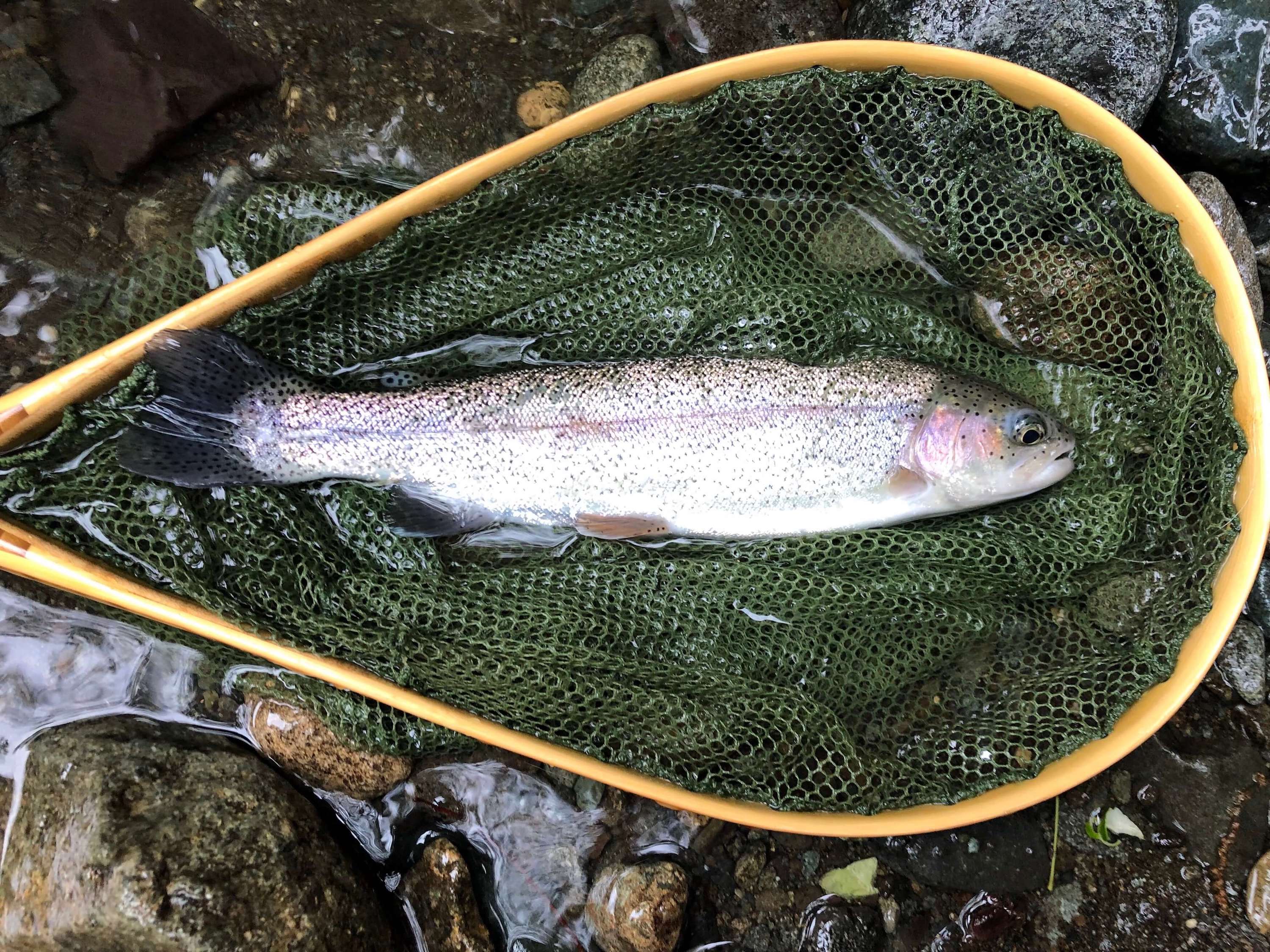 trout japan