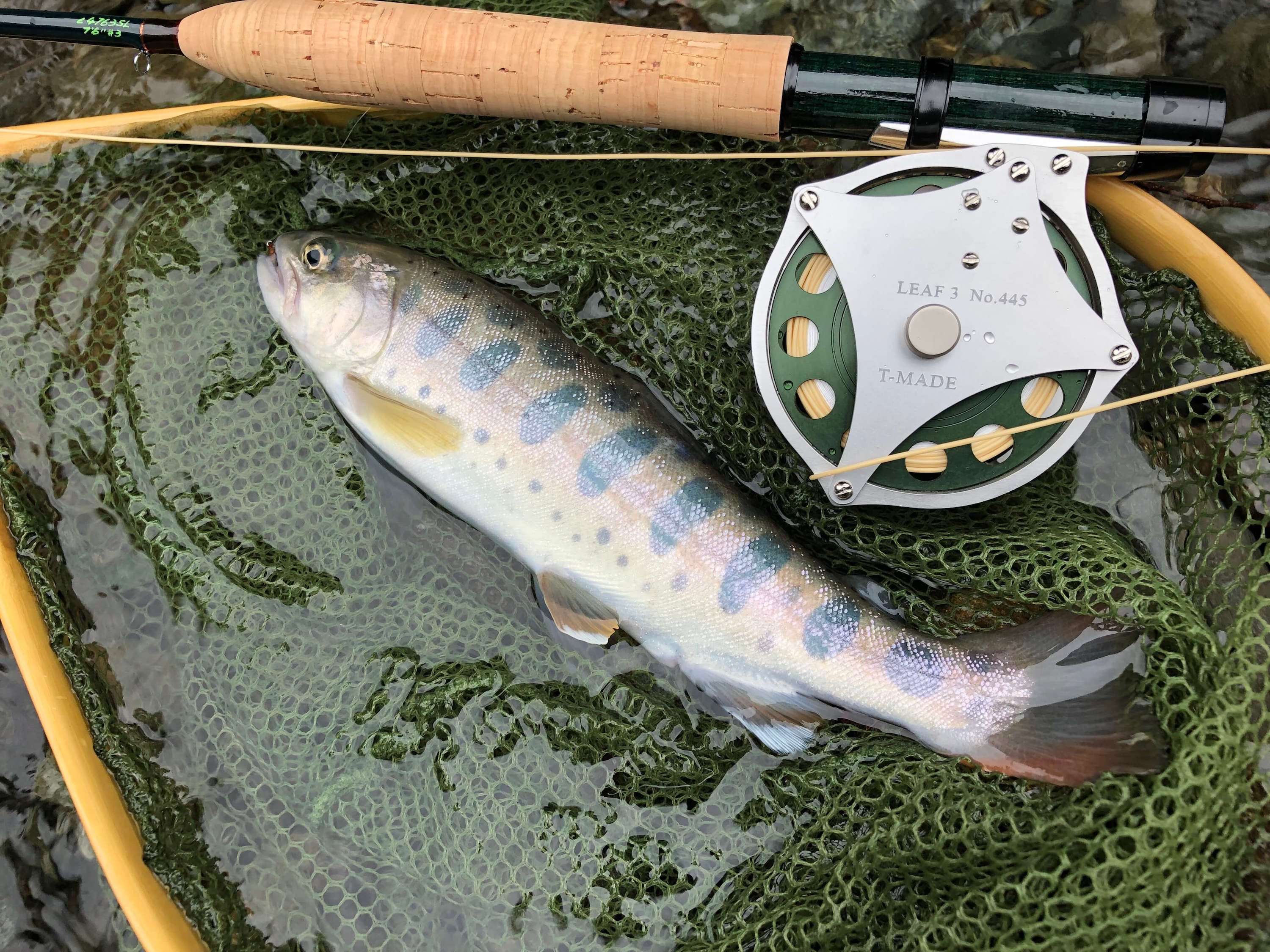 trout japan