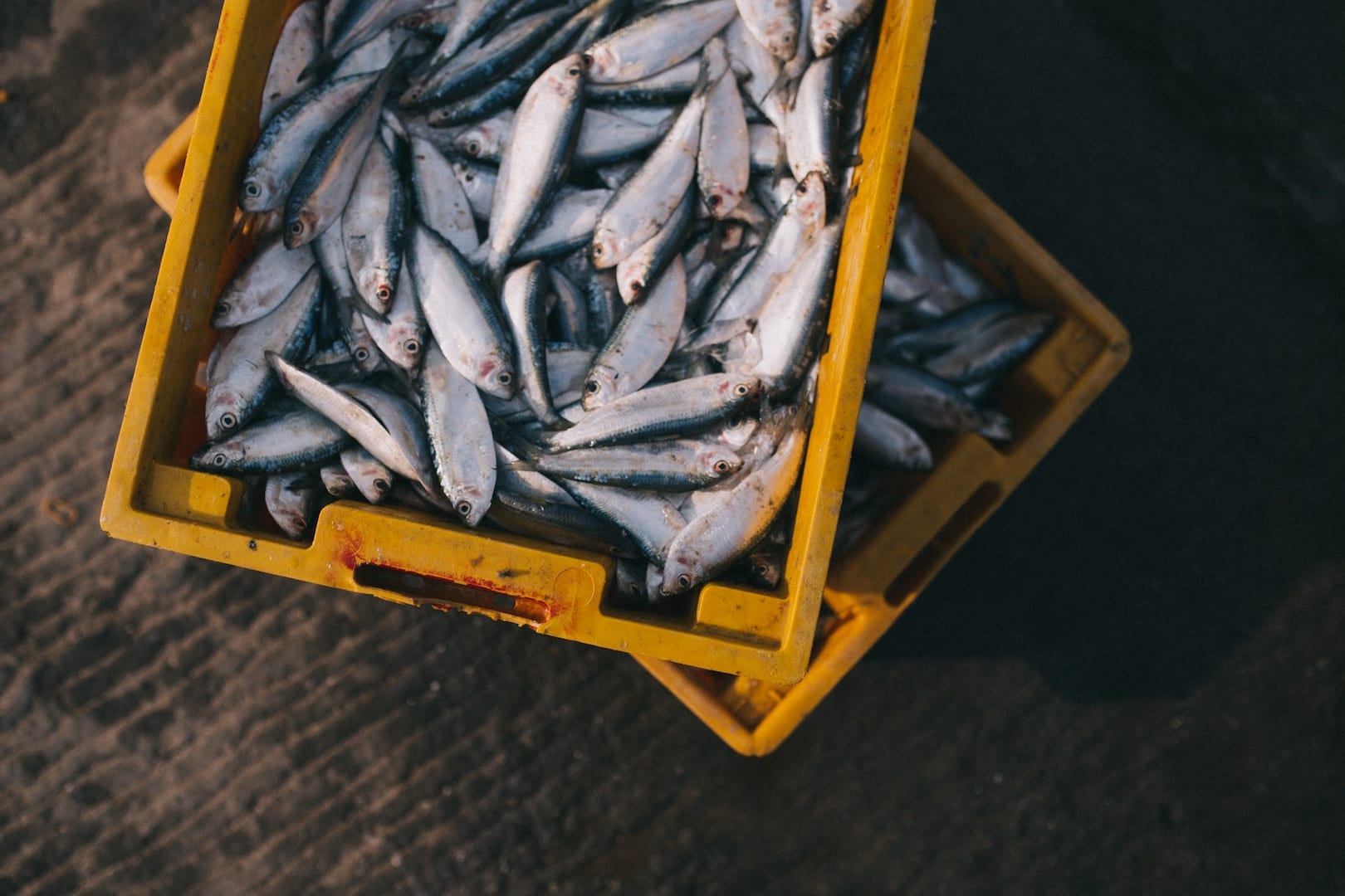 Small fish in box