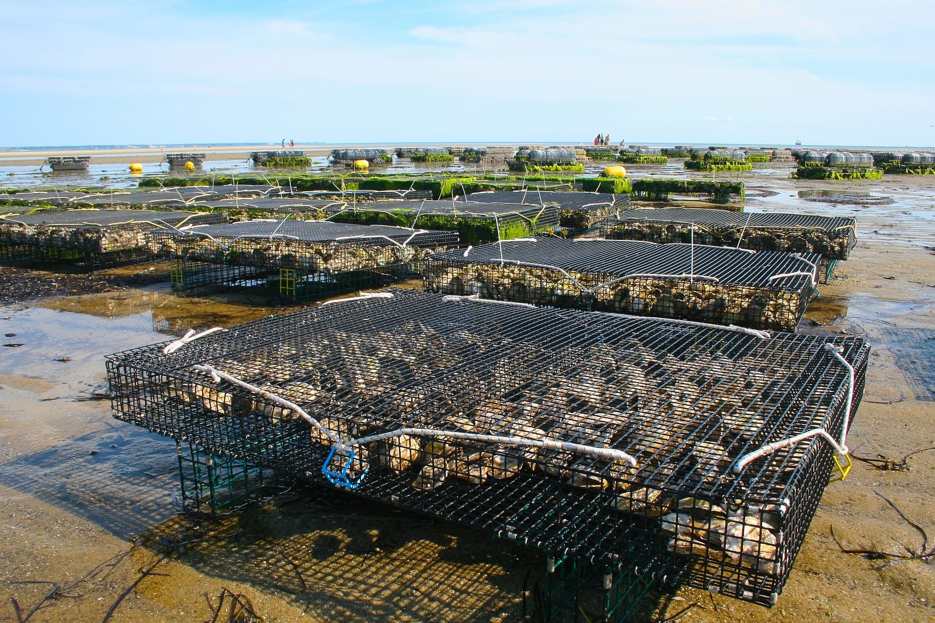 oyster farm sustainable aquaculture
